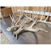 Image 6 : 14.4 Lbs Of Whitetail Shed Antlers
