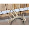 Image 7 : 14.4 Lbs Of Whitetail Shed Antlers