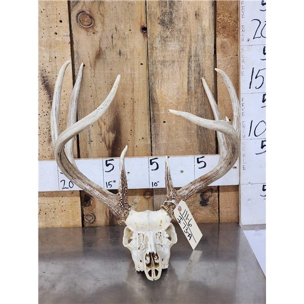 Nice Wild Iowa 4x4 Whitetail Antlers On Skull
