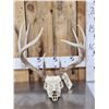 Image 1 : Nice Wild Iowa 4x4 Whitetail Antlers On Skull