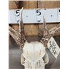 Image 2 : Nice Wild Iowa 4x4 Whitetail Antlers On Skull