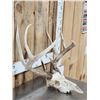 Image 3 : Nice Wild Iowa 4x4 Whitetail Antlers On Skull