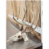 Image 4 : Nice Wild Iowa 4x4 Whitetail Antlers On Skull