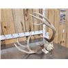 Image 6 : Nice Wild Iowa 4x4 Whitetail Antlers On Skull