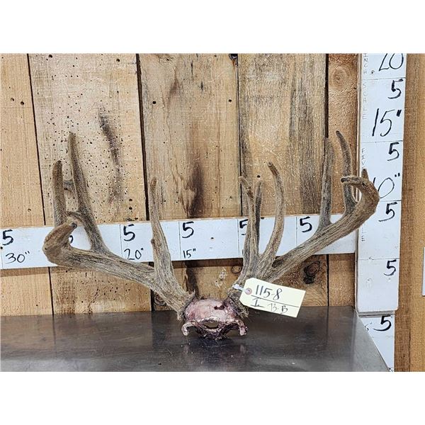 Main Frame 4x5 Whitetail Antlers In Velvet On Skull Plate