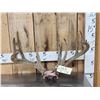 Image 1 : Main Frame 4x5 Whitetail Antlers In Velvet On Skull Plate