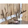 Image 2 : Main Frame 4x5 Whitetail Antlers In Velvet On Skull Plate