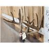 Image 3 : Main Frame 4x5 Whitetail Antlers In Velvet On Skull Plate