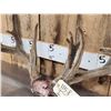 Image 4 : Main Frame 4x5 Whitetail Antlers In Velvet On Skull Plate