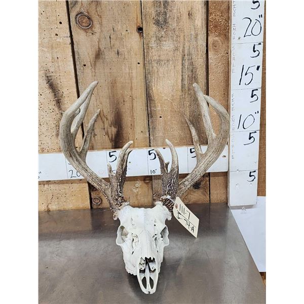Main Frame 5x5 Wild Iowa Whitetail Antlers On Skull