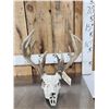 Image 1 : Main Frame 5x5 Wild Iowa Whitetail Antlers On Skull