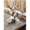 Image 2 : Main Frame 5x5 Wild Iowa Whitetail Antlers On Skull