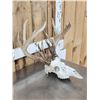 Image 3 : Main Frame 5x5 Wild Iowa Whitetail Antlers On Skull