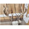Image 4 : Main Frame 5x5 Wild Iowa Whitetail Antlers On Skull