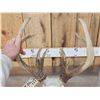 Image 5 : Main Frame 5x5 Wild Iowa Whitetail Antlers On Skull