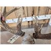 Image 6 : Main Frame 5x5 Wild Iowa Whitetail Antlers On Skull