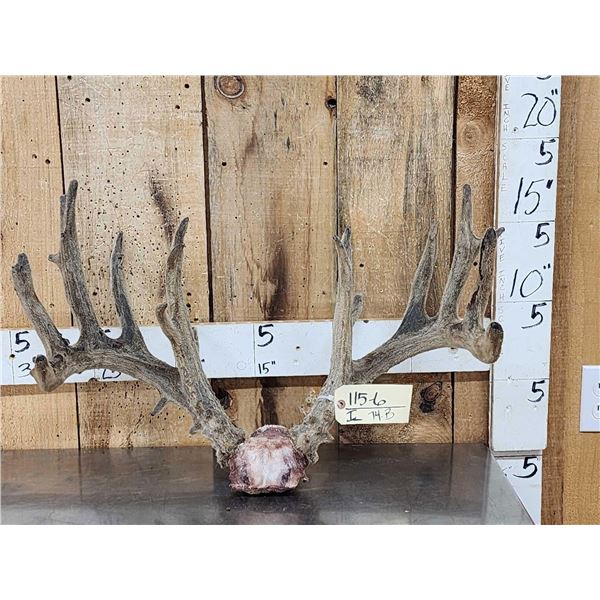 Main Frame 5x5 Whitetail Antlers In Velvet On Skull Plate