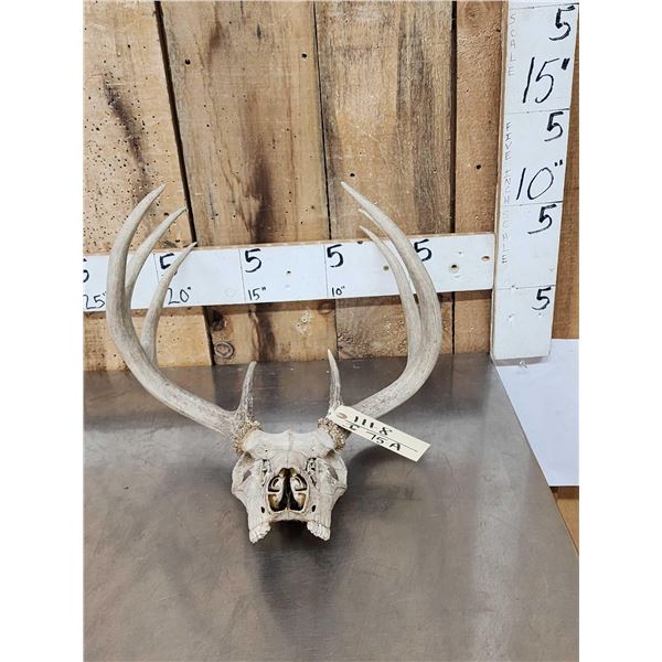 4x4 Whitetail Antlers On Skull