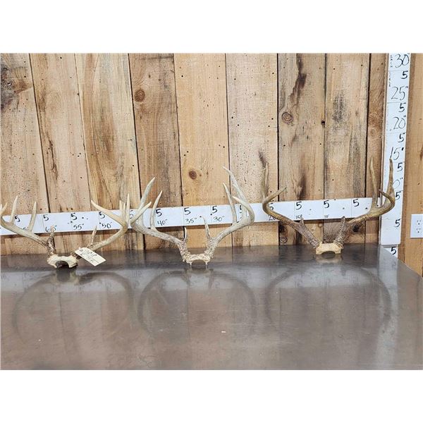 3 Sets Of Whitetail Antlers On Skull Plate