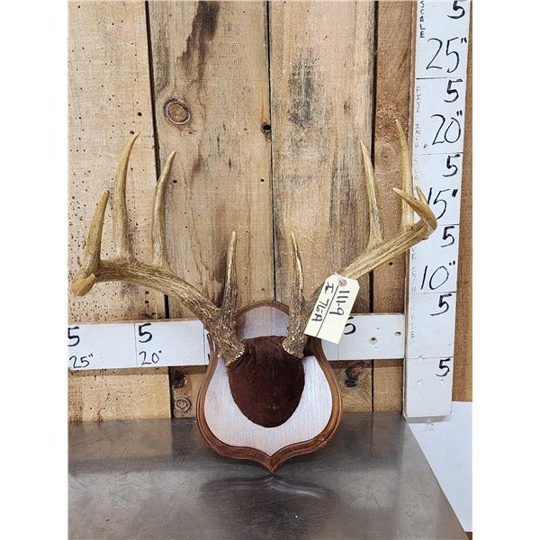 5x5 Whitetail Antlers On Plaque