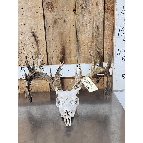 Freak 23 Point Nontypical Wild Iowa Whitetail Antlers On Skull