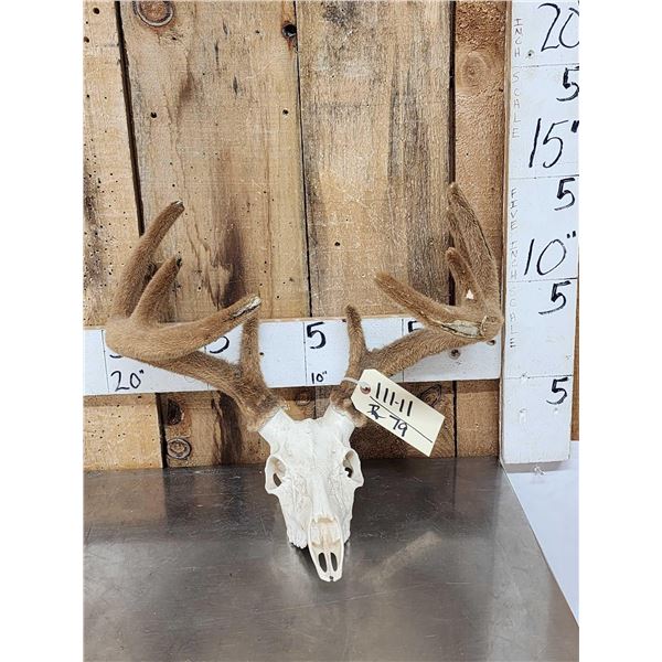 5x5 Whitetail Antlers In Velvet