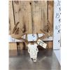Image 1 : 5x5 Whitetail Antlers In Velvet