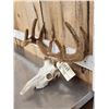 Image 2 : 5x5 Whitetail Antlers In Velvet