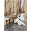 Image 3 : 5x5 Whitetail Antlers In Velvet