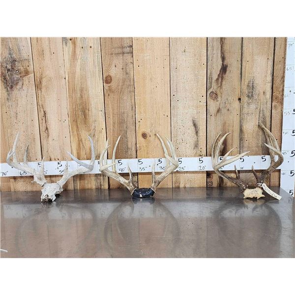 3 Sets Of Whitetail Antlers On Skull Plate