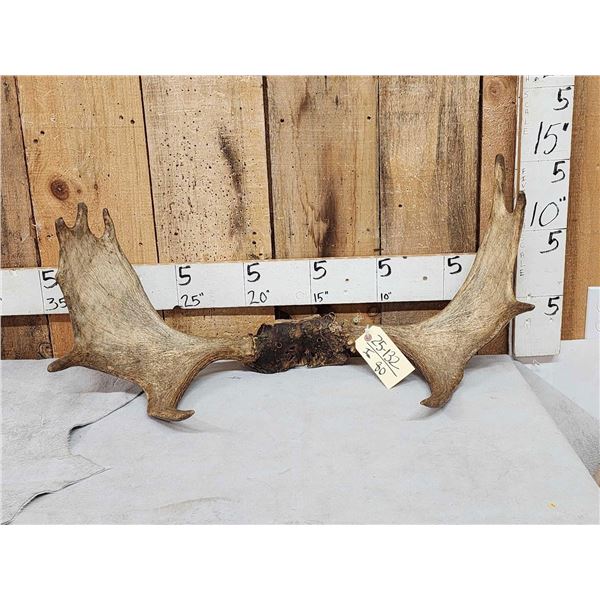 31" Wide Moose Antlers On Skull Plate