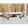 Image 1 : 31" Wide Moose Antlers On Skull Plate