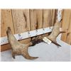 Image 2 : 31" Wide Moose Antlers On Skull Plate