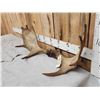 Image 3 : 31" Wide Moose Antlers On Skull Plate