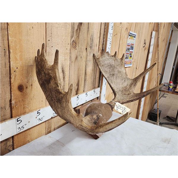 34" Wide Moose Antlers On Plaque