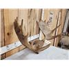 Image 1 : 34" Wide Moose Antlers On Plaque