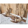 Image 3 : 34" Wide Moose Antlers On Plaque