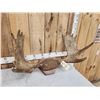 Image 4 : 34" Wide Moose Antlers On Plaque