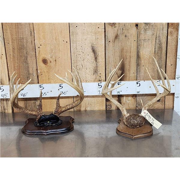 2 Sets Of Whitetail Antlers On Skull Plate