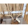 Image 2 : 2 Sets Of Whitetail Antlers On Skull Plate