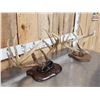 Image 5 : 2 Sets Of Whitetail Antlers On Skull Plate