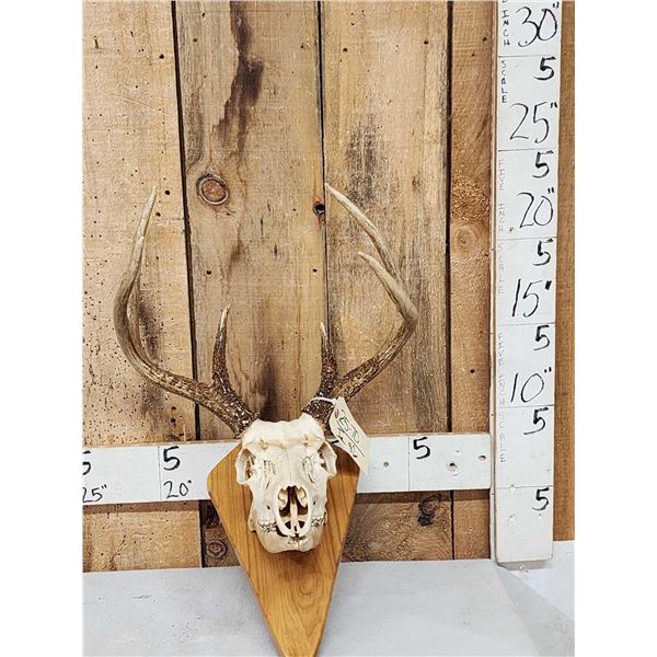 3x3 Whitetail Antlers On Full Skull