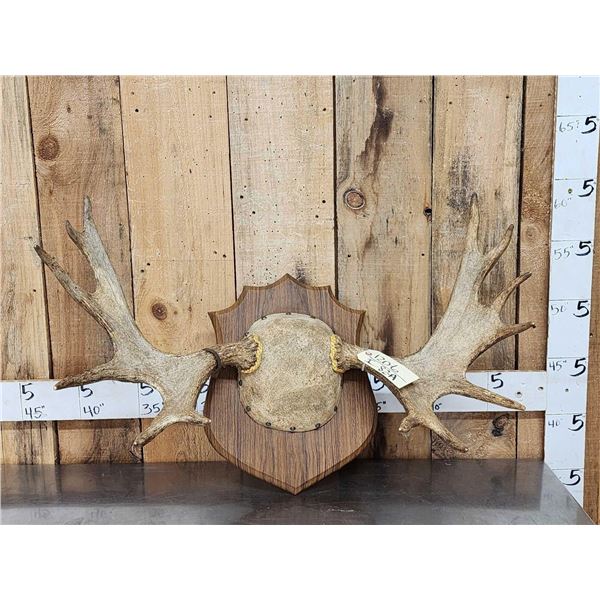 36" Wide Moose Antlers On Plaque