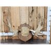 Image 1 : 36" Wide Moose Antlers On Plaque