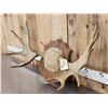 Image 2 : 36" Wide Moose Antlers On Plaque
