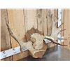 Image 3 : 36" Wide Moose Antlers On Plaque
