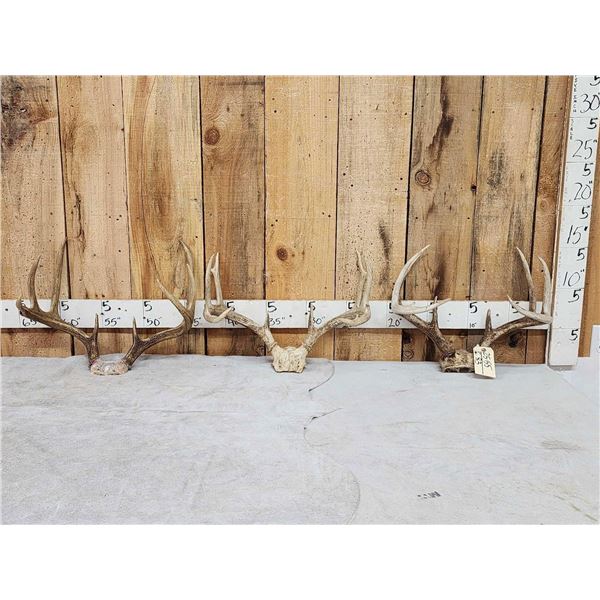 3 Sets Of Whitetail Antlers On Skull Plate