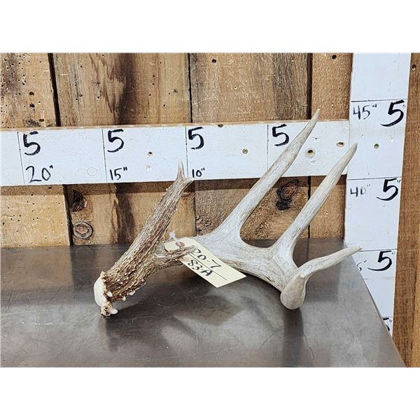 Mid 70 Class Wild Whitetail Shed Antler