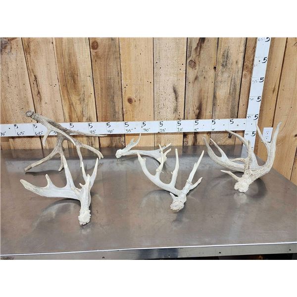 Group Of 5 Whitetail Shed Antlers