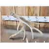 Image 2 : Group Of 5 Whitetail Shed Antlers